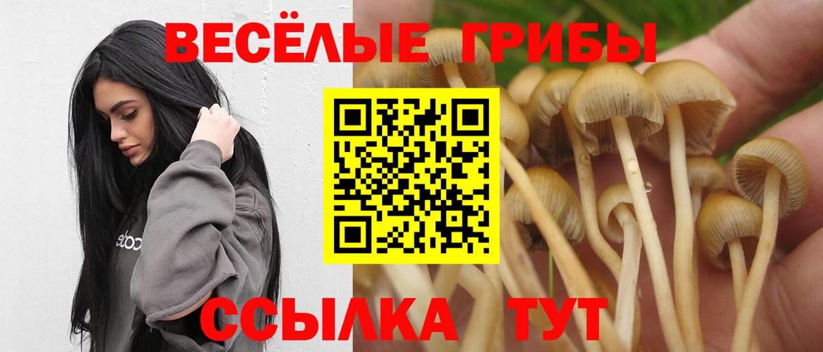 Псилоцибиновые грибы Cubensis  Вход с VPN  Северобайкальск 